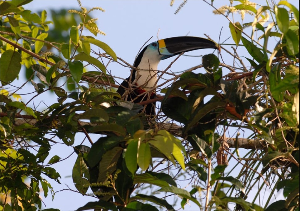 Observación de Aves