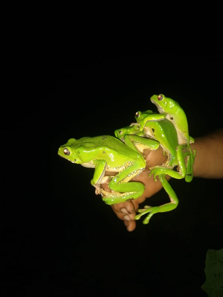 Excursiones Nocturnas