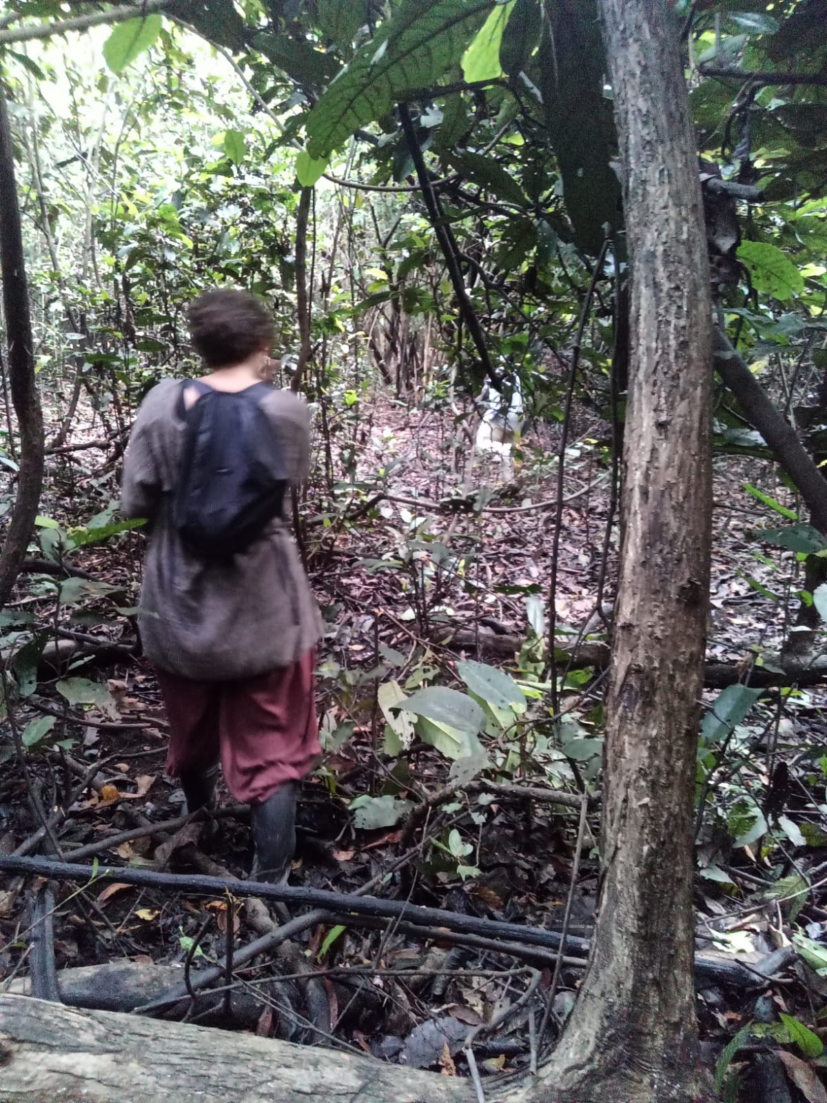 Caminatas en la Selva