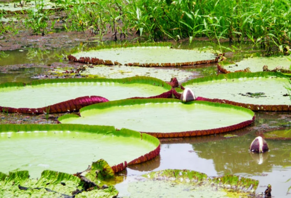 Planta Victoria Regia