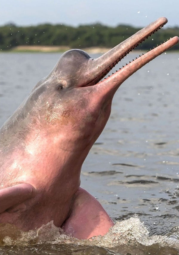 DELFIN ROSADO