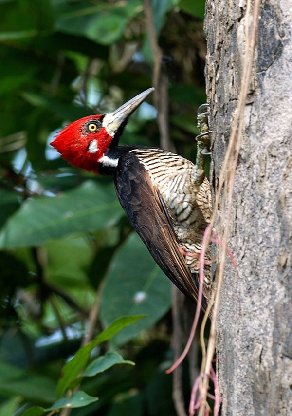 OBSERVACIÓN DE AVES.