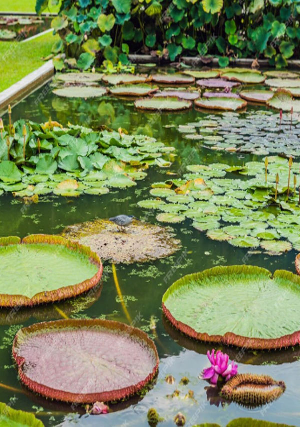 VICTORIA REGIA