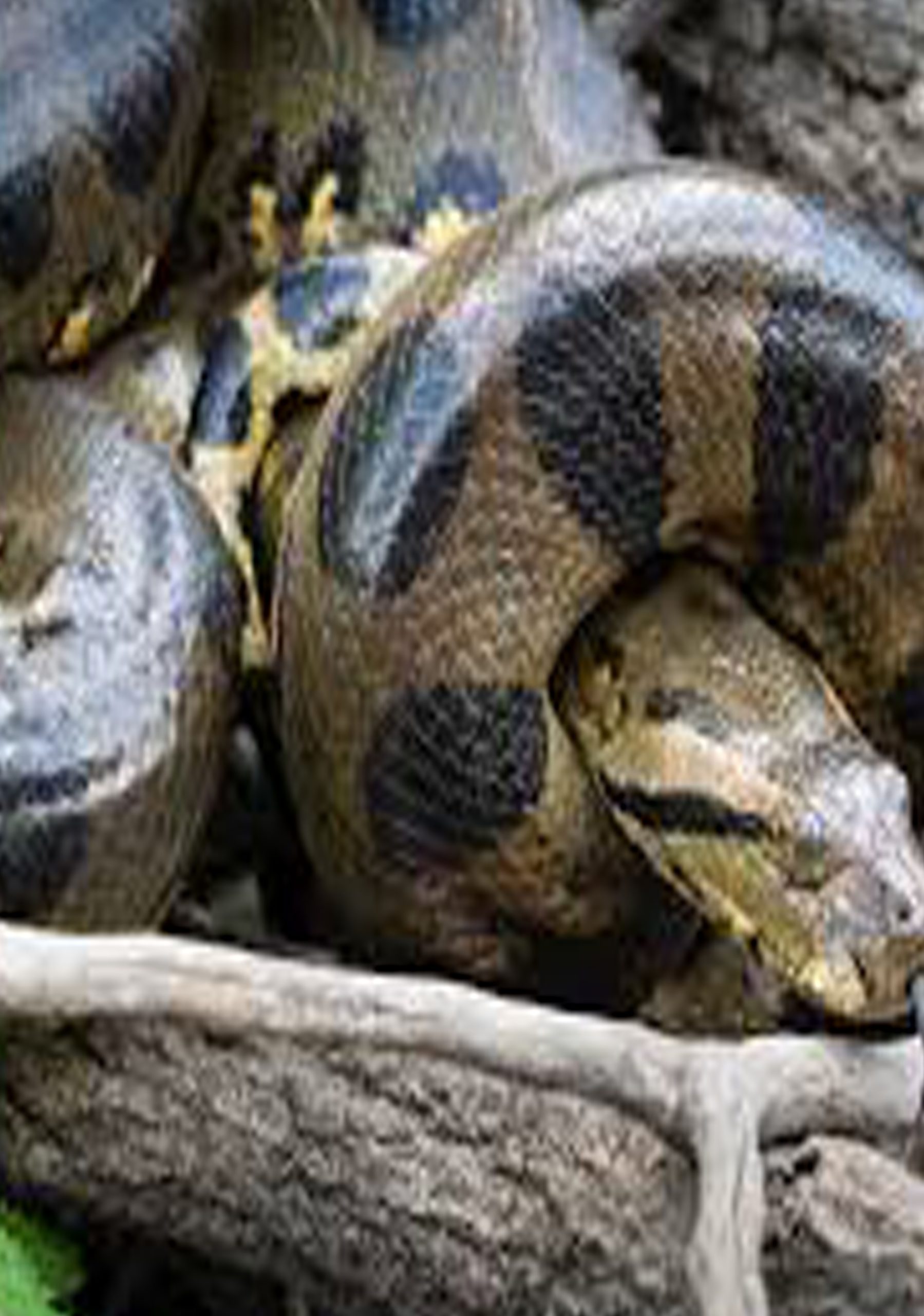 anaconda