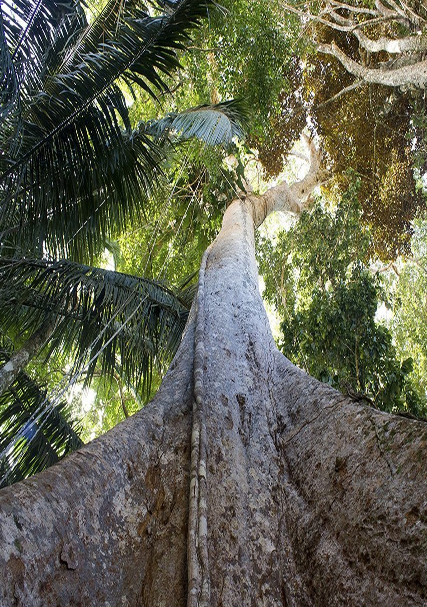 lupuna
